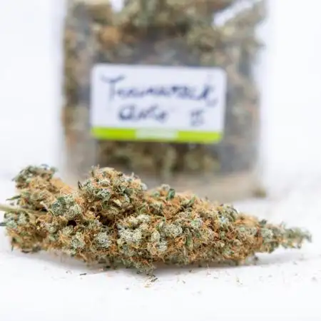 Trainwreck Auto 2 // Zamnesia x B&B