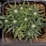 LSD 🌈⃤— F1 Auto - Zamnesia x B&B