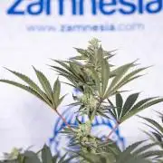 Georgia Pie #2 - Zamnesia x B&B