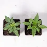 Sativa Fiesta 🤸 - Zamnesia x B&B
