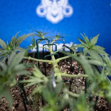 Zookies Auto 2 // Zamnesia x B&B