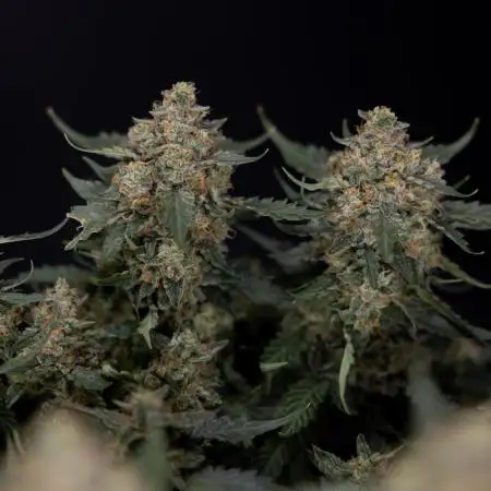 Fruit Punch Auto 2 // Zamnesia x B&B