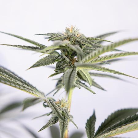 Lemon Cherry Gelato #1 - Zamnesia x B&B