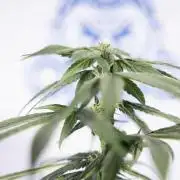 Power Plant Clone - Zamnesia x B&B