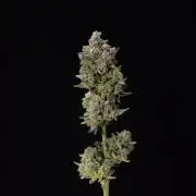 Nectar Drip #1 - Zamnesia X Tical x B&B