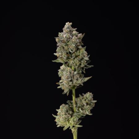 Nectar Drip #1 - Zamnesia X Tical x B&B