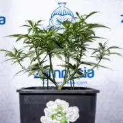 Hawaiian Snow 🌸 Auto - Zamnesia x B&B