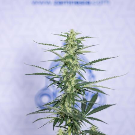 Karen Kush Auto I - Zamnesia x B&B