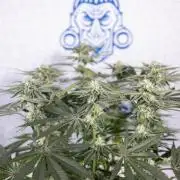 Nectar Drip #2 - Zamnesia x Tical x B&B