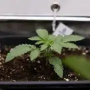 Nectar Drip 3 - Zamnesia x Tical x B&B