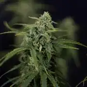 Karen Kush Auto #2 - Zamnesia x B&B