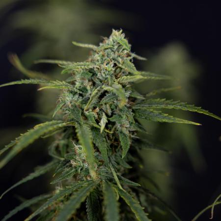 Karen Kush Auto #2 - Zamnesia x B&B