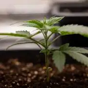 Forbidden Fruit 🏵️ - Zamnesia x B&B
