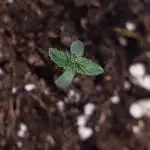 Nectar Drip - Zamnesia X Tical