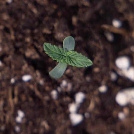 Nectar Drip - Zamnesia X Tical