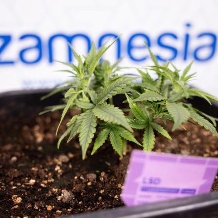 LSD 🌈⃤— F1 Auto - Zamnesia x B&B