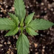 L.A. KUSH Cake 2 - Zamnesia x B&B