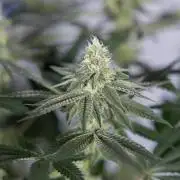 L.A. Kush Cake #3 - Zamnesia x B&B