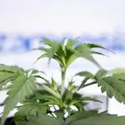 Tropicana Cookies 1 - Zamnesia x B&B