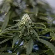 Tropical Mintz 🌴 OG F1 Auto - Zamnesia