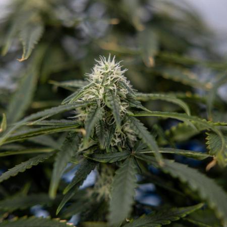 Tropical Mintz 🌴 OG F1 Auto - Zamnesia