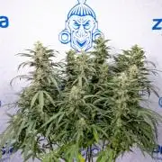 Mimosa 🌾 Auto - Zamnesia x B&B