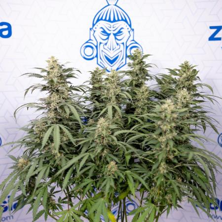 Mimosa 🌾 Auto - Zamnesia x B&B