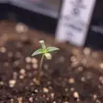 Critical Cheese Auto I - Zamnesia x B&B