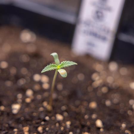 Critical Cheese Auto I - Zamnesia x B&B