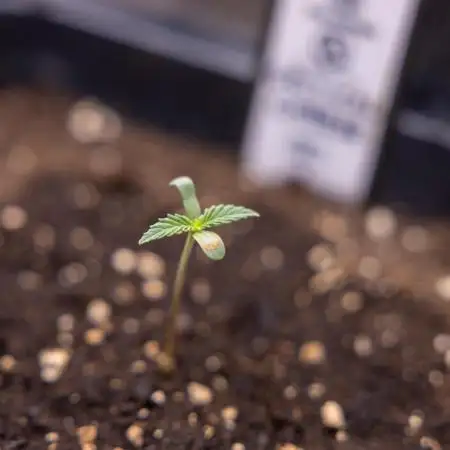 Critical Cheese Auto I - Zamnesia x B&B
