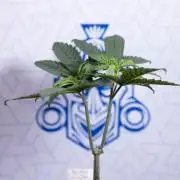 Tropicana Cookies #2 - Zamnesia x B&B