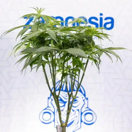 Power Plant - Zamnesia & B&B