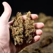 CBD FIX 🏥 Auto - Zamnesia x B&B