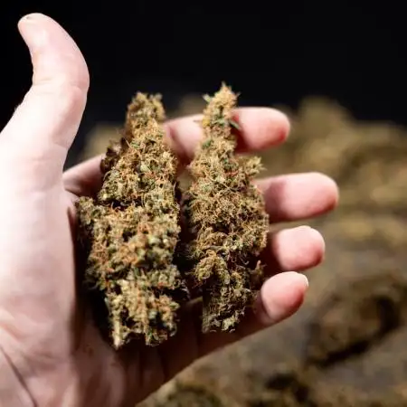 CBD FIX 🏥 Auto - Zamnesia x B&B