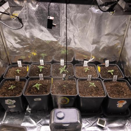 Critical Cheese Auto I - Zamnesia x B&B