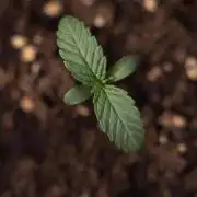 L.A. KUSH Cake 1 - Zamnesia x B&B