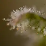 Watermelon Candy #1 -  Zamnesia x B&B