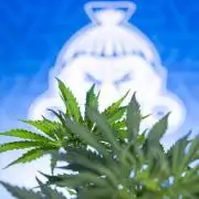 Tangerine Dream II Auto - Zamnesia x B&B