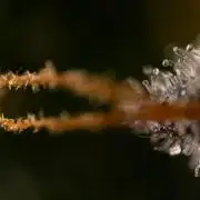 Critical Cheese Auto #1 - Zamnesia x B&B