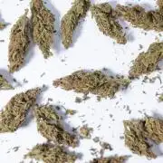 Monster Dwarf #2 Auto - Zamnesia x B&B