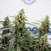 CBD FIX 🏥 Auto - Zamnesia x B&B
