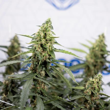 CBD FIX 🏥 Auto - Zamnesia x B&B
