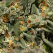 Tropicana Cookies #1 - Zamnesia x B&B