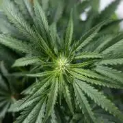 Critical Cheese Auto I - Zamnesia x B&B