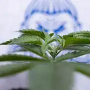 Sticky Broccoli - Zamnesia x B&B