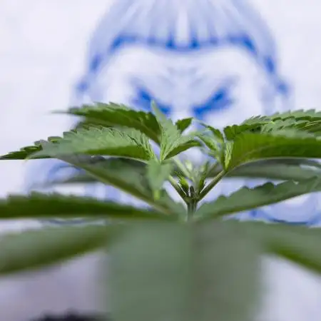 Sticky Broccoli - Zamnesia x B&B