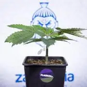 Tropicana Cookies 2 - Zamnesia x B&B