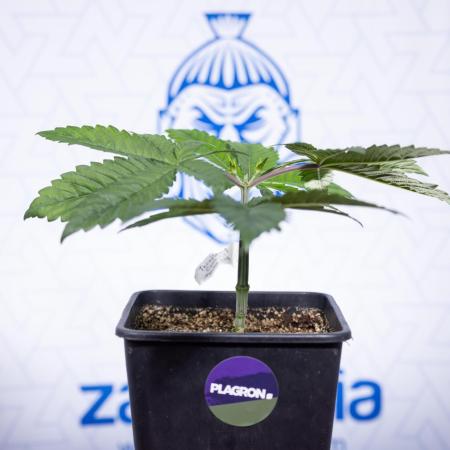 Tropicana Cookies #2 - Zamnesia x B&B