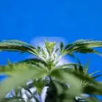 Karen Kush Auto I - Zamnesia x B&B