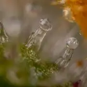 Tangerine Dream  Auto - Zamnesia x B&B